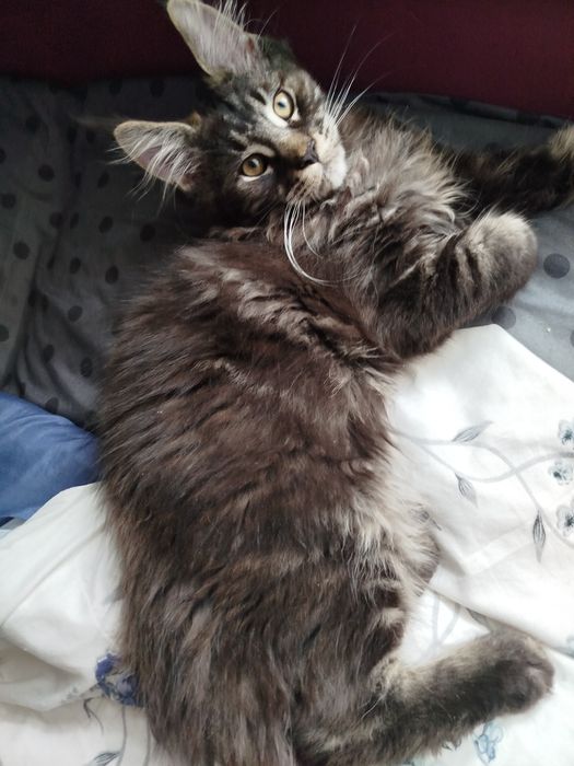 Cezar Maine coon