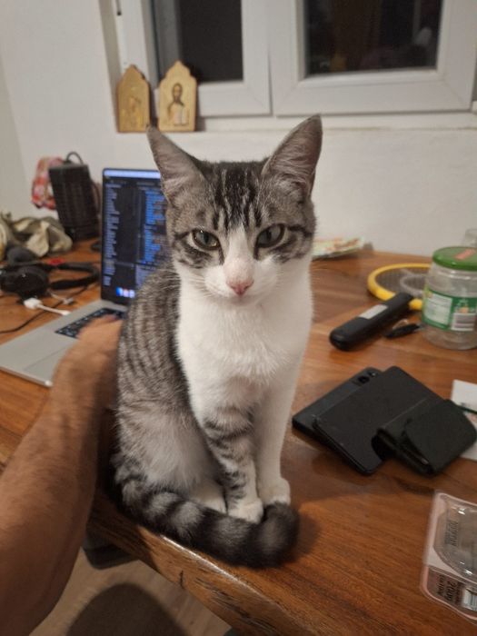 Gatinho macho muito meigo
