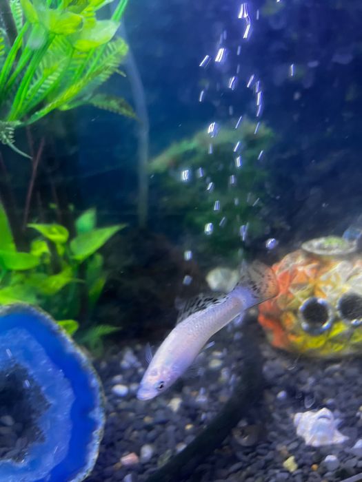 (Já estão todos prometidos) Peixes molly/platy