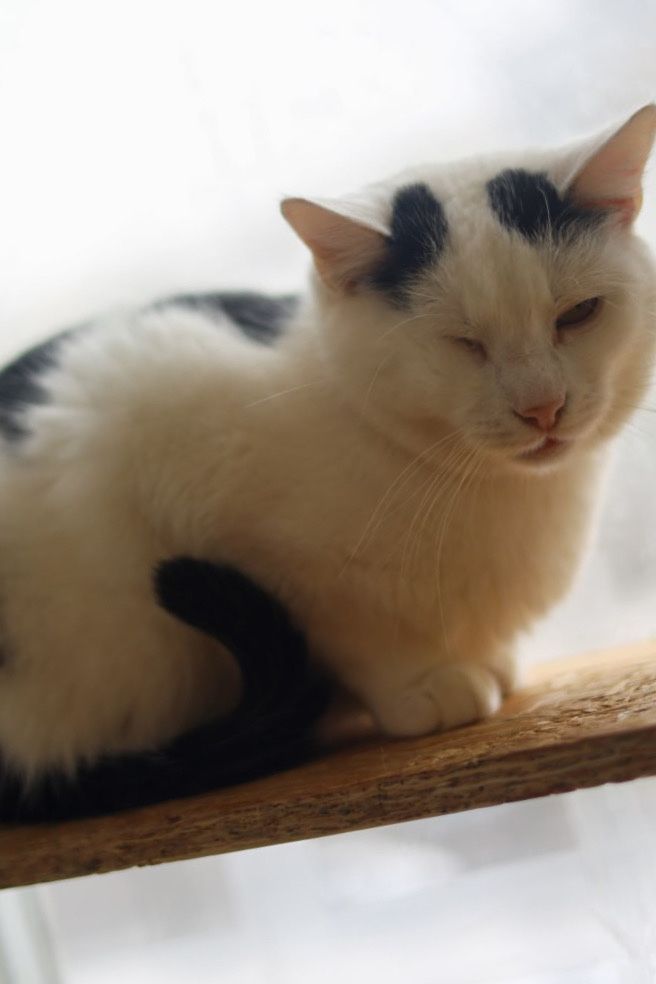 Котик Нильс, красивый и умный, 1 года, котенок, кот