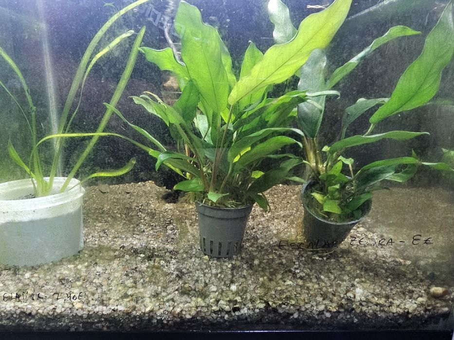 Platas para aquário