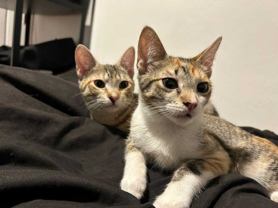 Bebés com cerca de 5 meses para adoção responsável