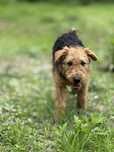 Oddam za darmo - Cudny Fido szuka domu