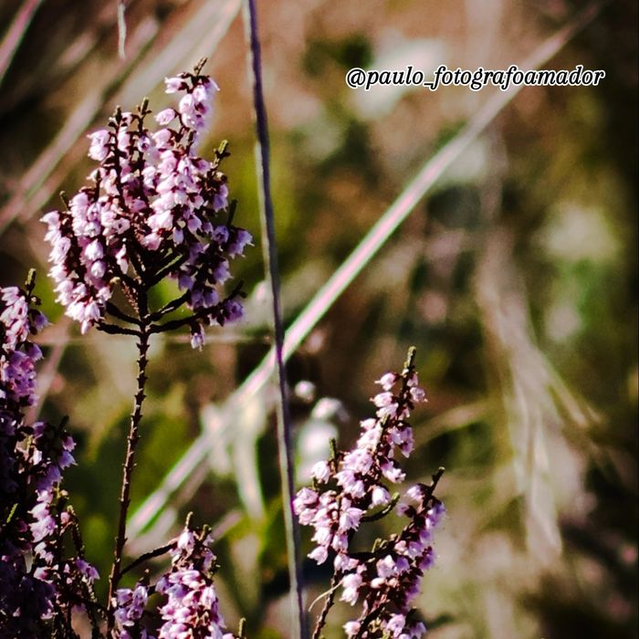 Fotografo com formação para sessões fotograficas