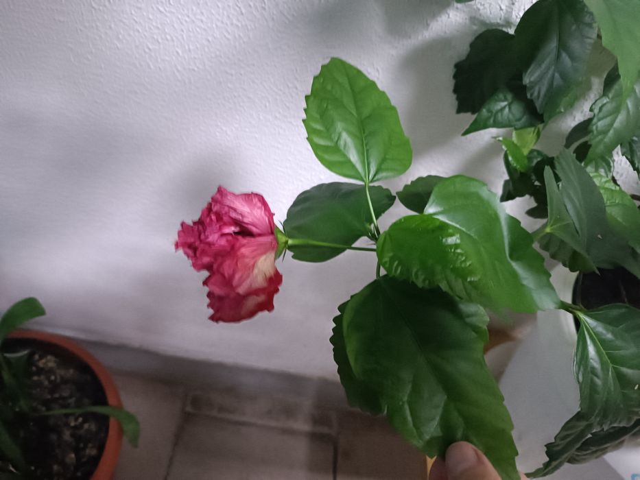 Китайская роза Гибискус