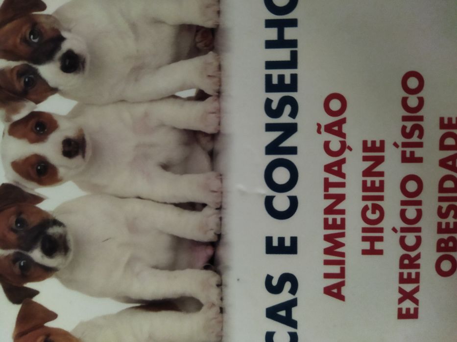 Livro "Cool dog"