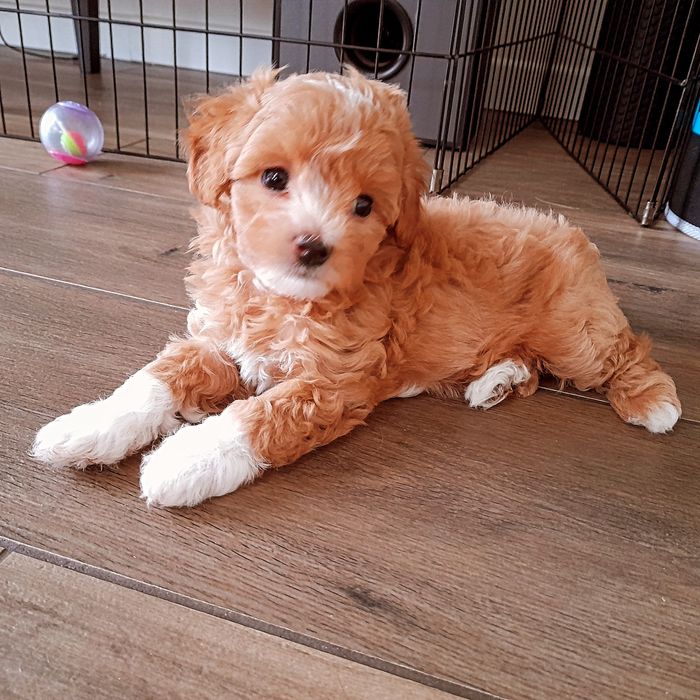 Maltipoo, Pudel toy plus Maltańczyk, szczeniak,prześliczny chłopiec