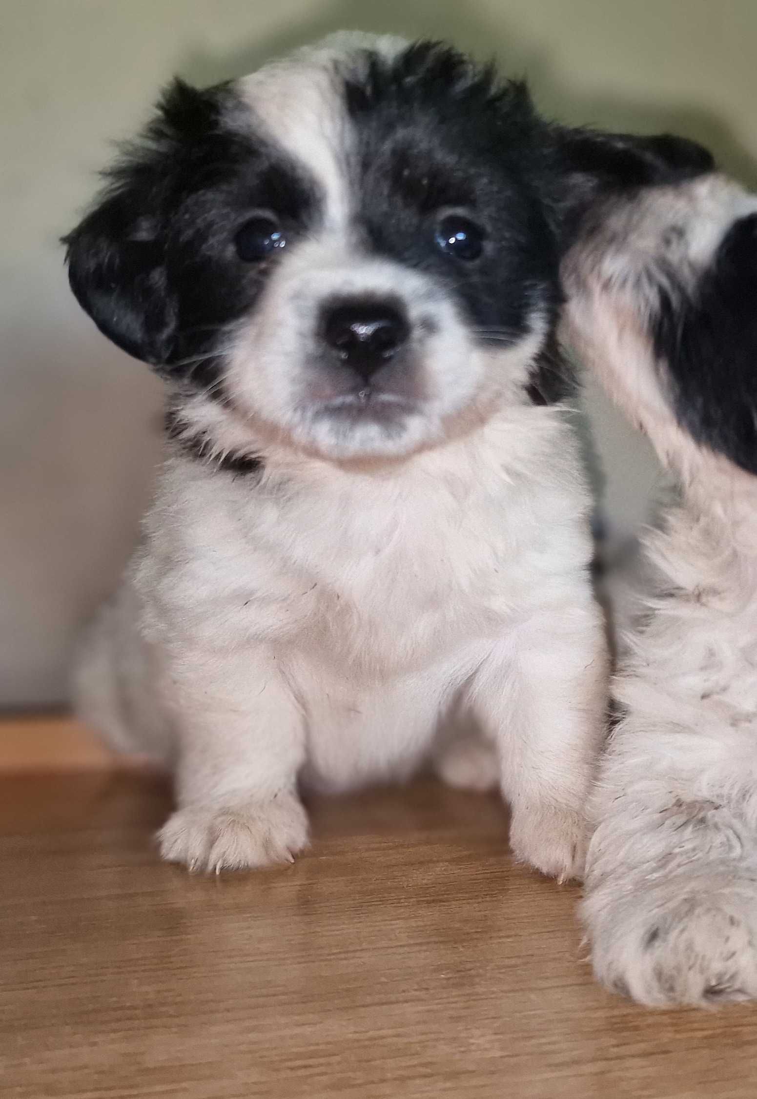 Cachorrinho de porte pequeno