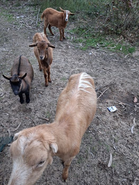 Cabras raça grande