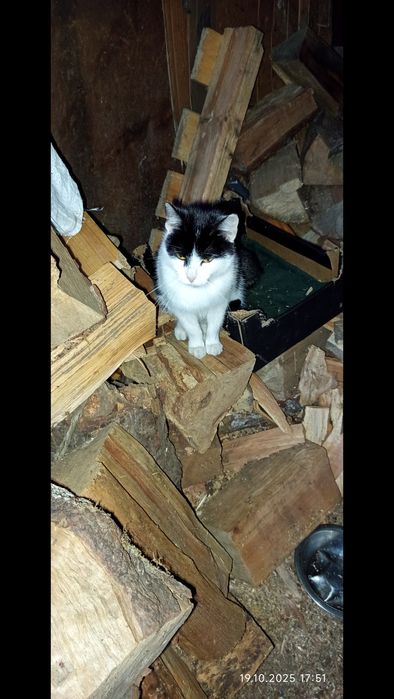 Oddam biało-czarnego kota/kę