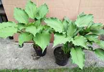 Funkia Hosta 3 sadzonki