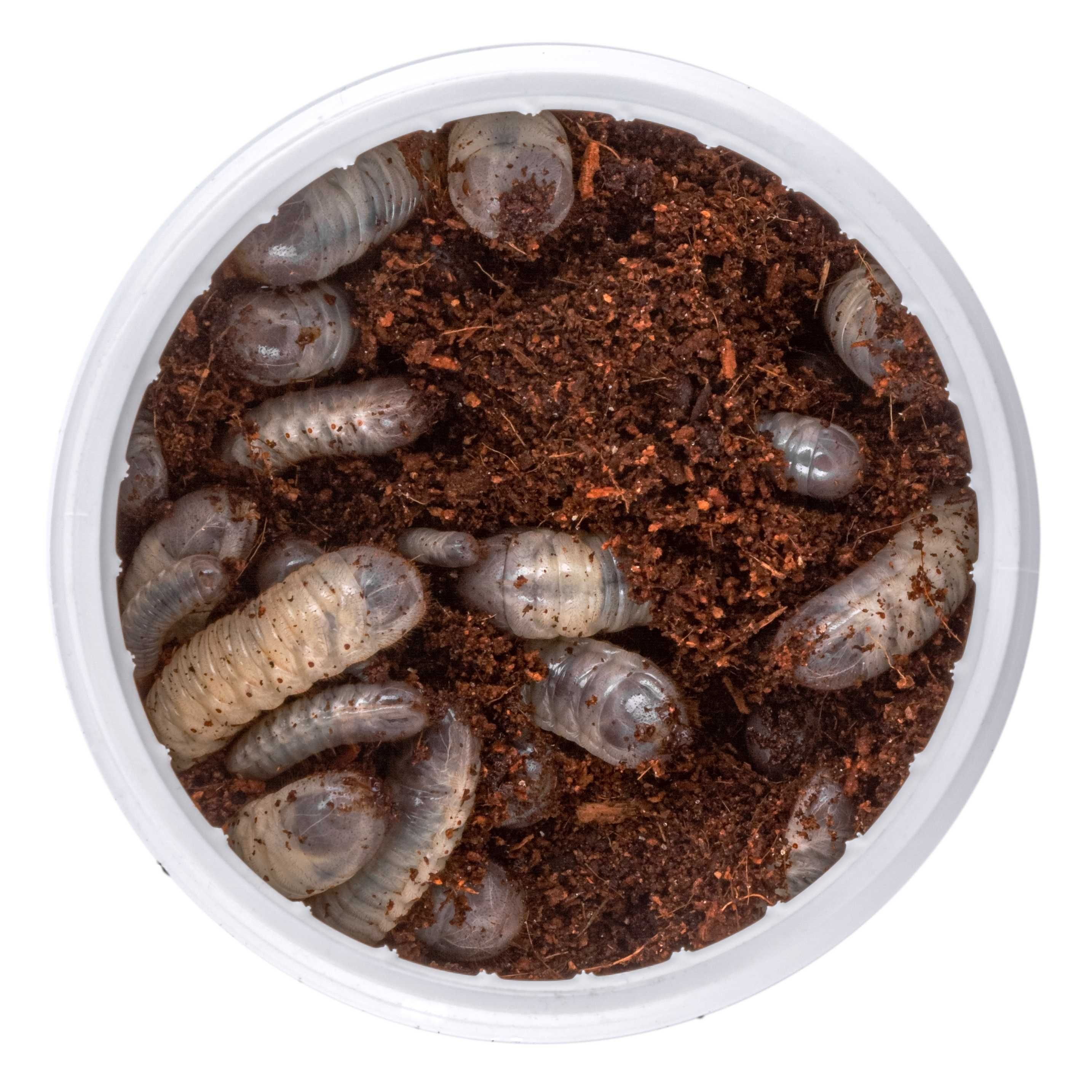 Живой корм - Бронзовка конголезская Pachnoda marginata