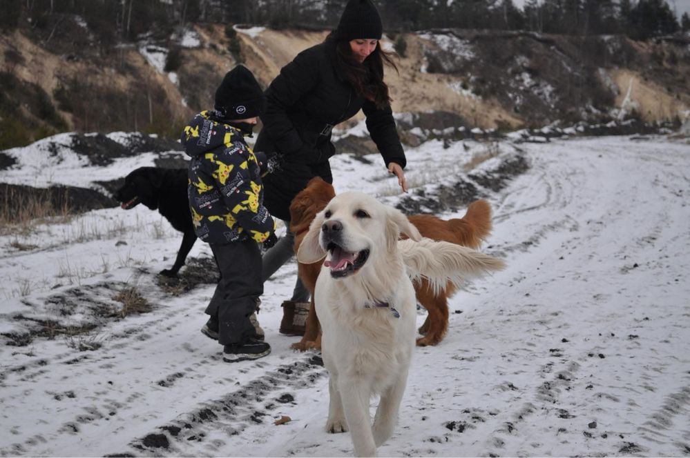 Golden Retriever piesek FCI zkwp