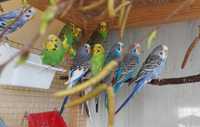Волнистые попугаи от 450 грн