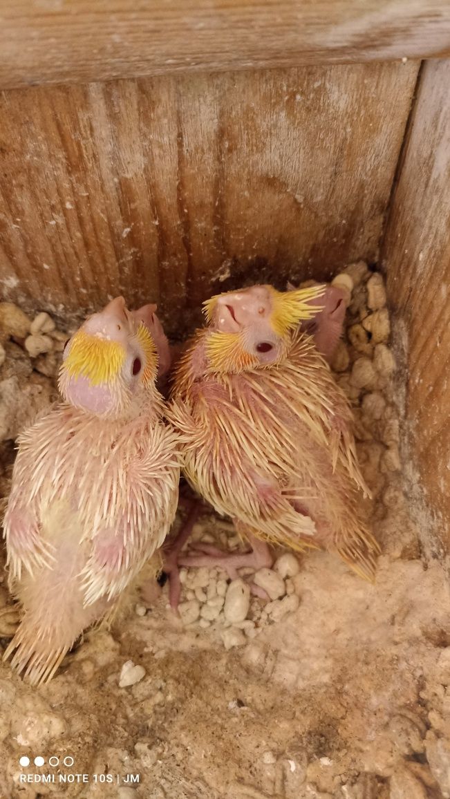 Caturras bebés para criar à mão