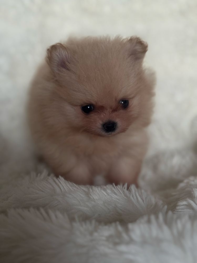 Szpic miniaturowy/Pomeranian - dziewczynka