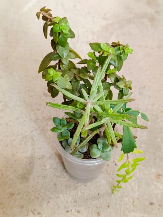 Продаж кімнатних сукулентів