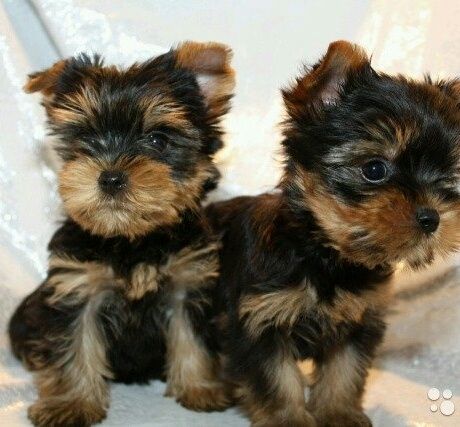 Мальчишки Йорки.