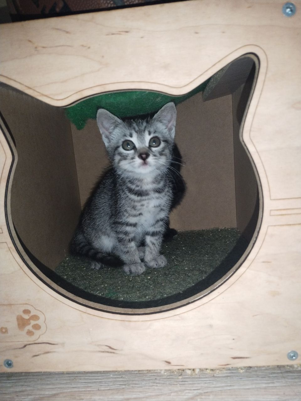Маленькая голубая котенок девочка ищет дом! Отдам в хорошие руки!