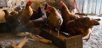 Kury Nioski Młode z pierwszym jajkiem.ROSA LEGHORN SONIA 25tyg.Dowóz!!