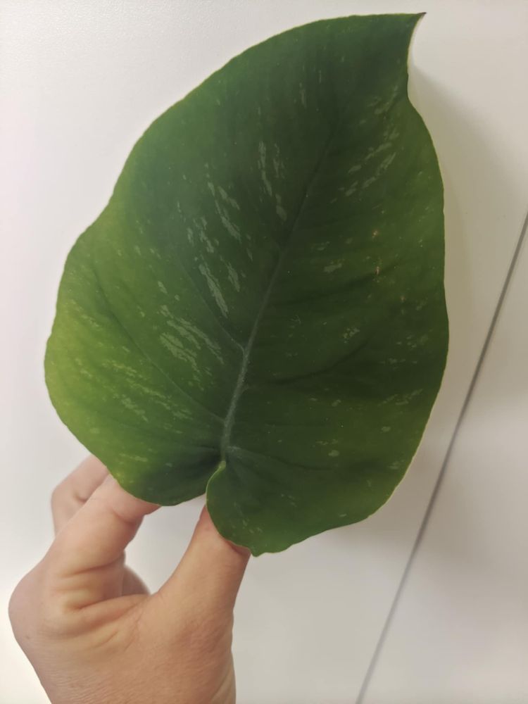 Monstera dubia.