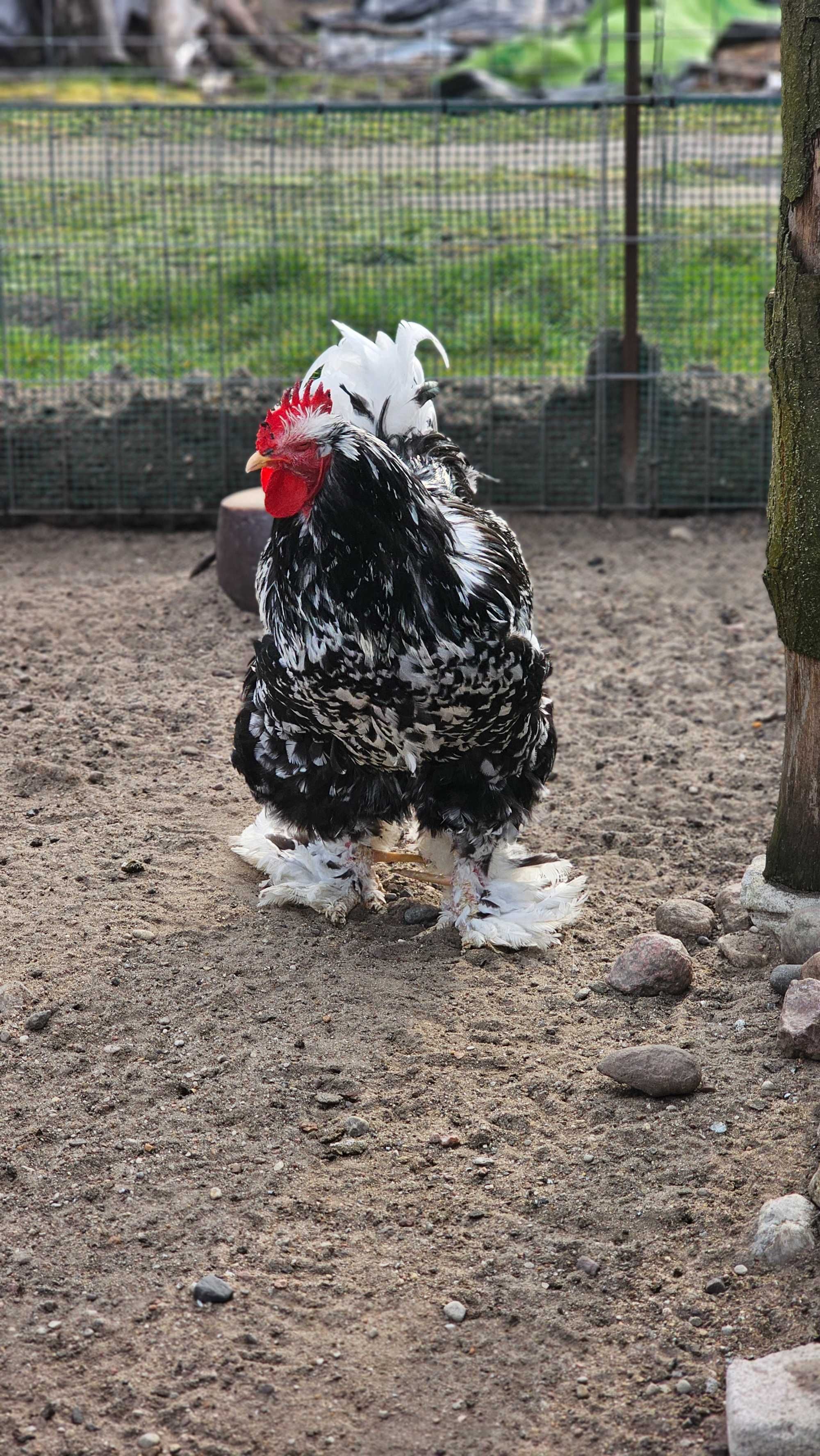 Brahma olbrzymia oraz Kochin olbrzymi