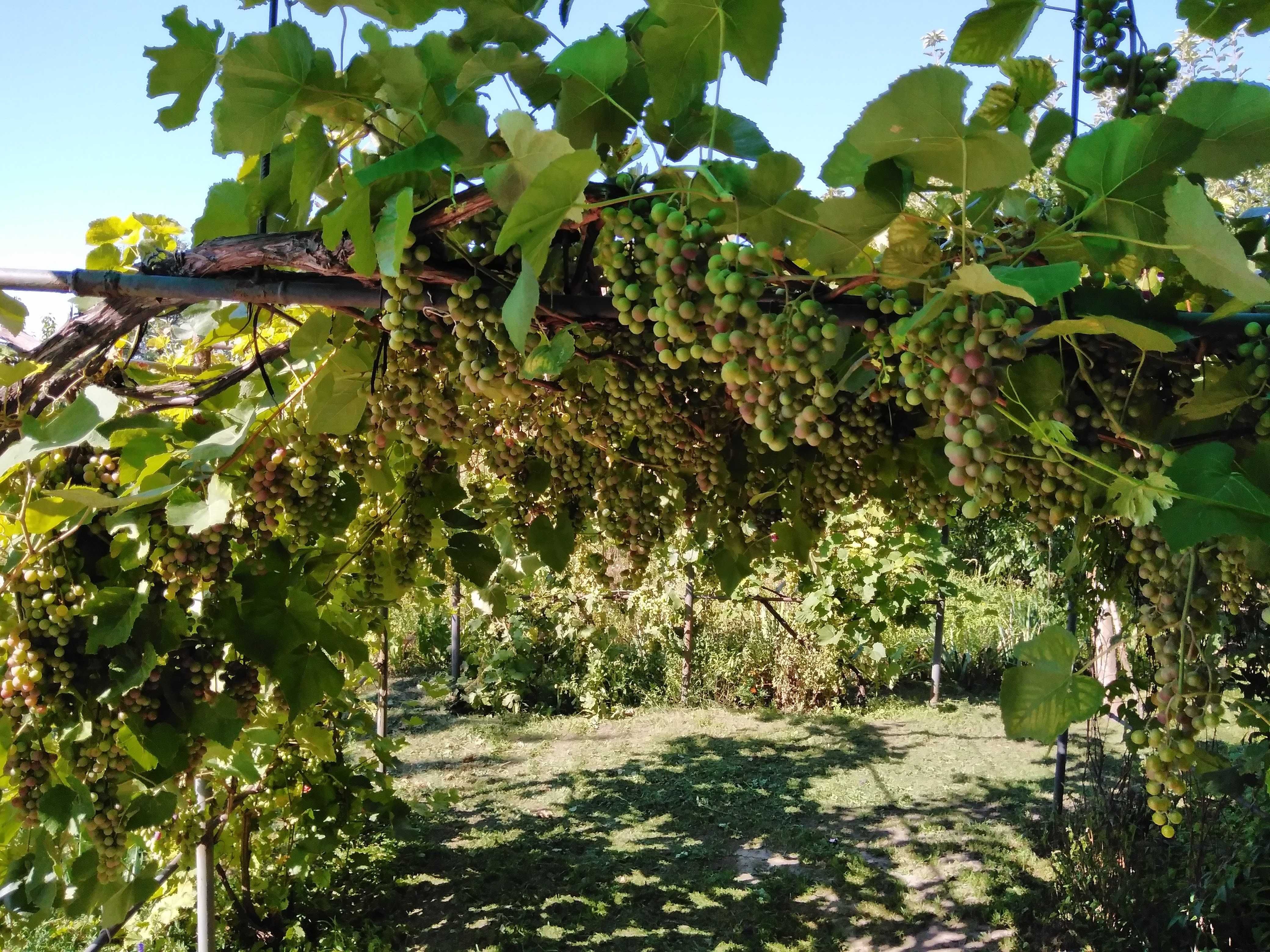 Продам будинок в сільській місцевості