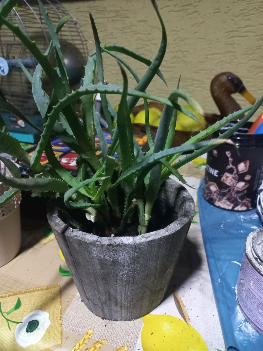 Kwiaty aloes żyworudka sadzonki