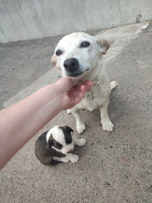 Відаємо цуценя  хлопчика