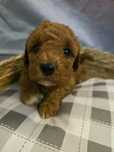 Pudel toy /miniatura  sunia red