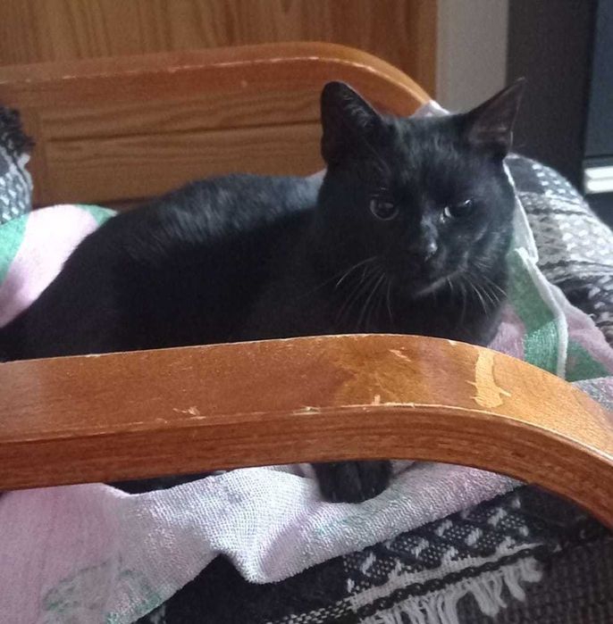 WALDUŚ został porzucony w lesie...