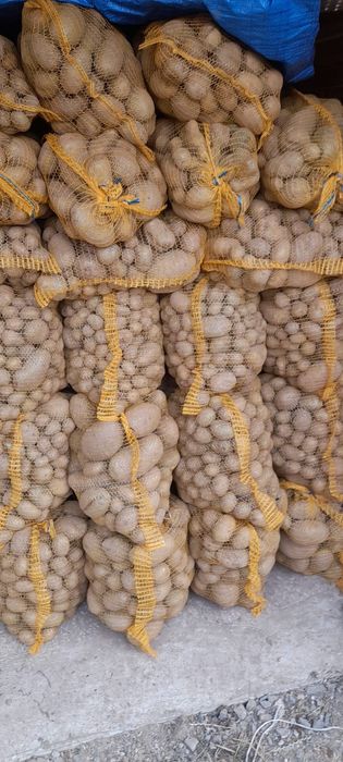 Ziemniaki paszeniaki/odpadowe drobne i grube