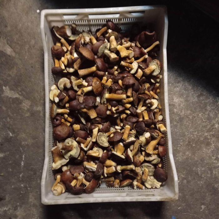 Grzyby świeże podgrzybki