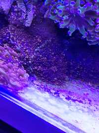 Ricordea koralowiec morski
