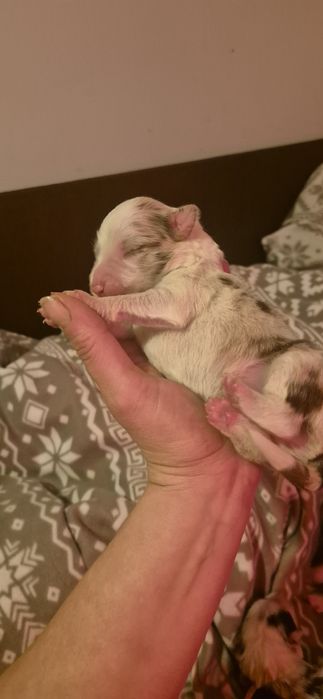 Border collie piesek red merle