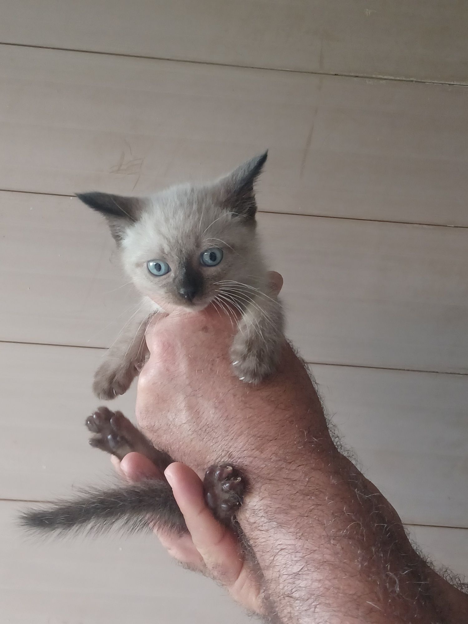 Mouse- gatinho bebe preta para adoção responsável