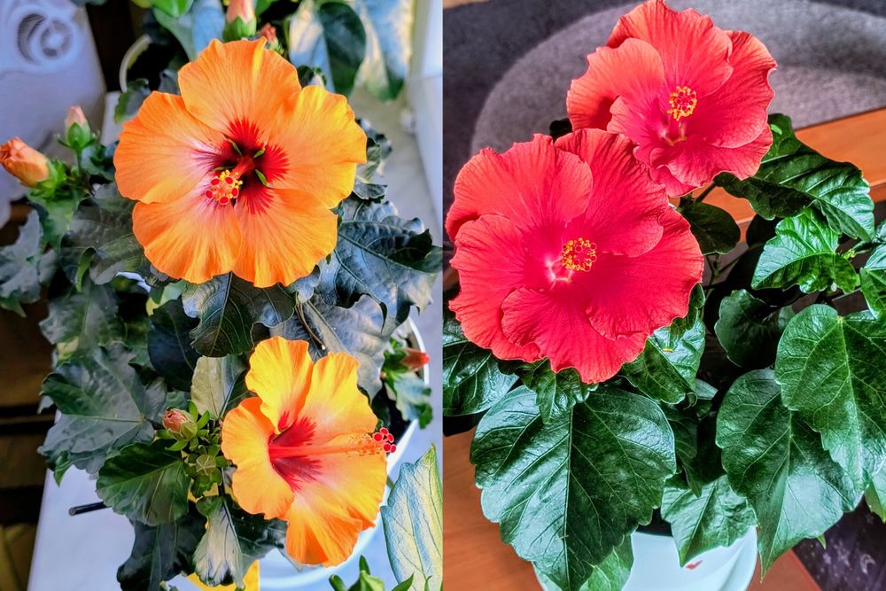 Hibiskusy róże chińskie różne kolory odmiany piękne duże kwiaty