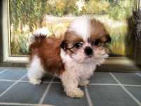 Cudowna suczka shih-tzu mini