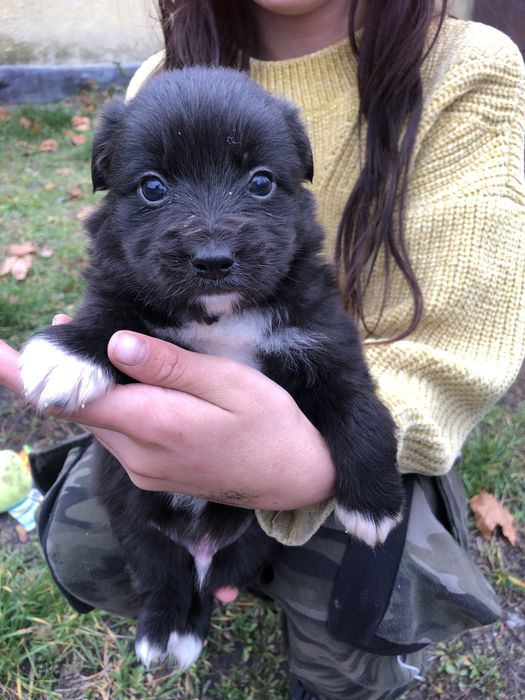 Віддам щеняток в добрі руки