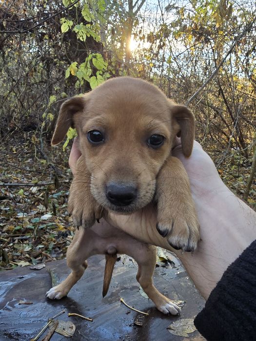 Віддам цуценят в добрі руки.