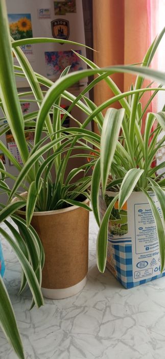 Хлорофітуми молоді.