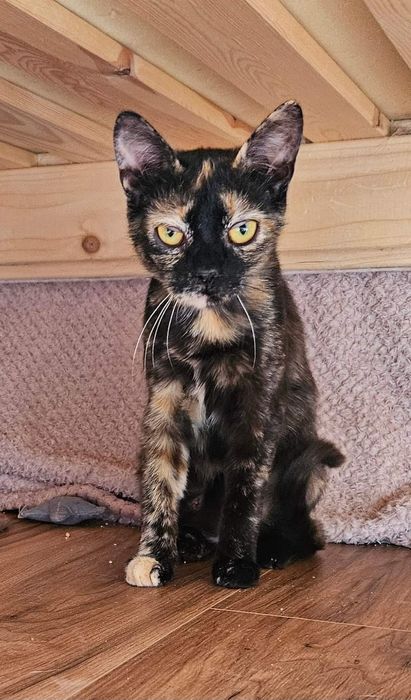 Cleo i Sun potrzebują domu.