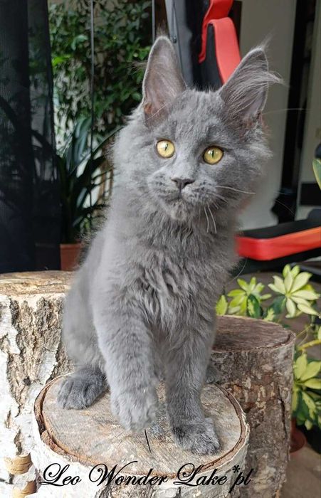 Niebieski Maine Coon - hodowlany - FPL