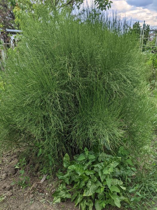 Садовые цветы (сантолина/бересклет/гортензия/лилейники/водные растения