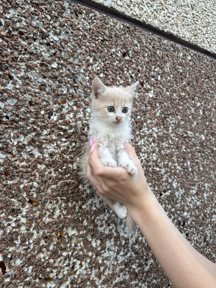 Кошенята