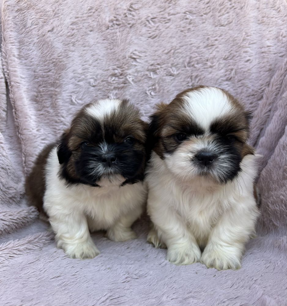 Piesek SHIH TZU Żyrardów