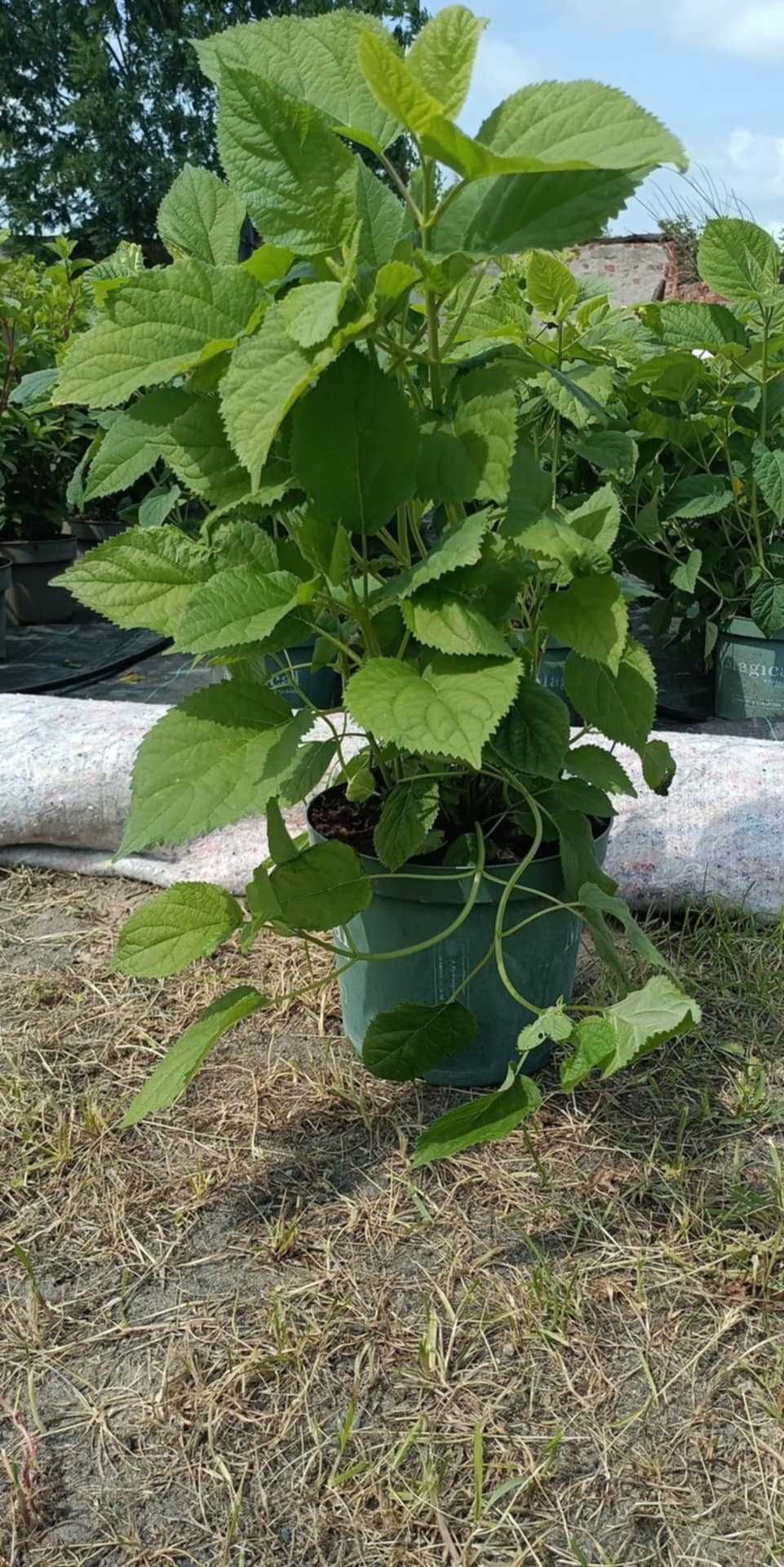 Hortensja Bukietowa ANABELLE biała duża sadzonka 5l