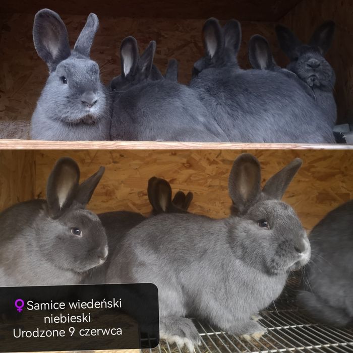 Kuna wielka, Wiedeński niebieski, mieszańce, króliki