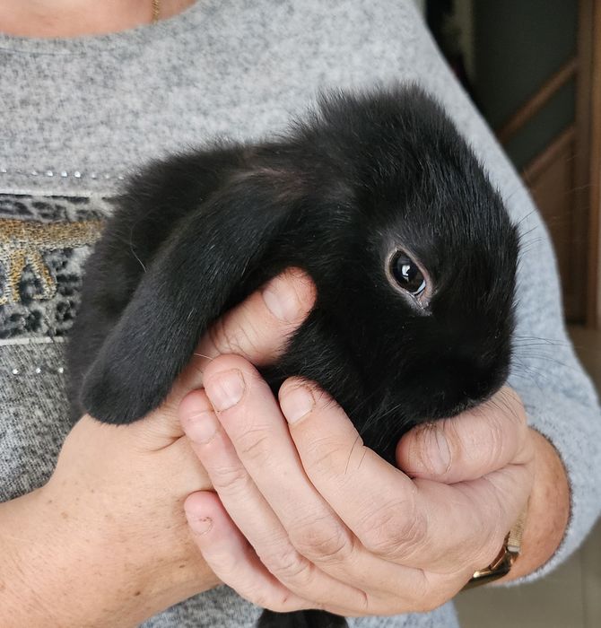 Królik miniaturka,Króliki,Króliczki miniaturki