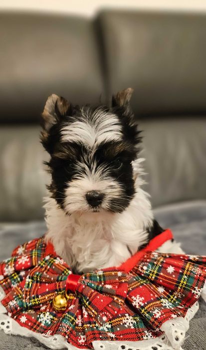 York Biewer-malutka, słodka lalunia